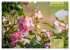 Rose Königin des Gartens (Wandkalender... - Bild 15