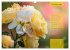Rose Königin des Gartens (Wandkalender... - Bild 5