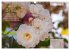 Rose Königin des Gartens (Wandkalender... - Bild 7