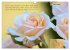 Rose Königin des Gartens (Wandkalender... - Bild 9