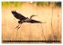 Bei den Purpurreihern (Wandkalender... - Bild 15