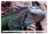 In der Welt der unterschiedlichsten... - Bild 11