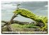 In der Welt der unterschiedlichsten... - Bild 12
