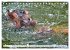 Das Wasser brodelt - Flusspferde im... - Bild 13