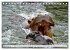 Das Wasser brodelt - Flusspferde im... - Bild 15