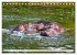 Das Wasser brodelt - Flusspferde im... - Bild 7