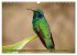 Zauberhafte Kolibris in Costa Rica... - Bild 15