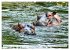 Das Wasser brodelt - Flusspferde im... - Bild 3