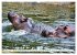 Das Wasser brodelt - Flusspferde im... - Bild 8
