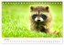 Die Tiere des Waldes (Tischkalender... - Bild 12