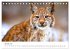 Die Tiere des Waldes (Tischkalender... - Bild 7