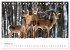 Die Tiere des Waldes (Tischkalender... - Bild 8