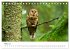 Die Tiere des Waldes (Tischkalender... - Bild 9