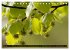 Rotbuchen (Tischkalender 2026 DIN A5... - Bild 11