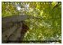 Rotbuchen (Tischkalender 2026 DIN A5... - Bild 12