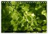 Rotbuchen (Tischkalender 2026 DIN A5... - Bild 13