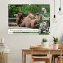 Trampeltiere und Alpakas (Wandkalender... - Bild 2
