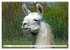 Trampeltiere und Alpakas (Wandkalender... - Bild 11