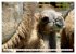 Trampeltiere und Alpakas (Wandkalender... - Bild 14