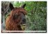 Trampeltiere und Alpakas (Wandkalender... - Bild 15
