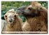 Trampeltiere und Alpakas (Wandkalender... - Bild 7
