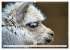 Trampeltiere und Alpakas (Wandkalender... - Bild 8