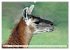 Trampeltiere und Alpakas (Wandkalender... - Bild 9