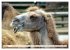 Trampeltiere und Alpakas (Wandkalender... - Bild 10