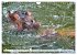 Das Wasser brodelt - Flusspferde im... - Bild 12