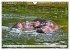 Das Wasser brodelt - Flusspferde im... - Bild 6