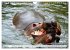 Das Wasser brodelt - Flusspferde im... - Bild 8