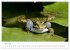 Der lachende Frosch und seine Freunde... - Bild 9