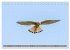 Faszination Turmfalken (Tischkalender... - Bild 13