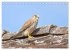 Faszination Turmfalken (Tischkalender... - Bild 15