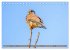 Faszination Turmfalken (Tischkalender... - Bild 3