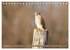Faszination Turmfalken (Tischkalender... - Bild 4
