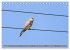 Faszination Turmfalken (Tischkalender... - Bild 5
