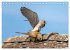 Faszination Turmfalken (Tischkalender... - Bild 10