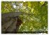 Rotbuchen (Wandkalender 2026 DIN A3... - Bild 12