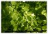 Rotbuchen (Wandkalender 2026 DIN A3... - Bild 13