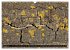Rotbuchen (Wandkalender 2026 DIN A3... - Bild 14
