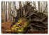 Rotbuchen (Wandkalender 2026 DIN A3... - Bild 3