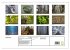 Rotbuchen (Wandkalender 2026 DIN A3... - Bild 6