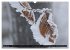 Rotbuchen (Wandkalender 2026 DIN A3... - Bild 7