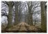 Rotbuchen (Wandkalender 2026 DIN A3... - Bild 9