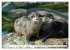 Quirlige Fischotter (hochwertiger... - Bild 2