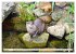 Quirlige Fischotter (hochwertiger... - Bild 11