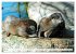 Quirlige Fischotter (hochwertiger... - Bild 12