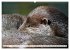 Quirlige Fischotter (hochwertiger... - Bild 13