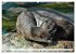 Quirlige Fischotter (hochwertiger... - Bild 14